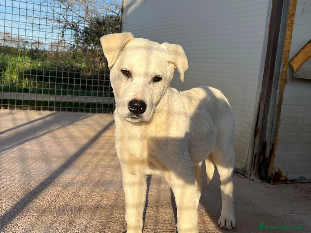 Meticcio cani in regalo: Cucciolo 3 mesi - Annuncio 5