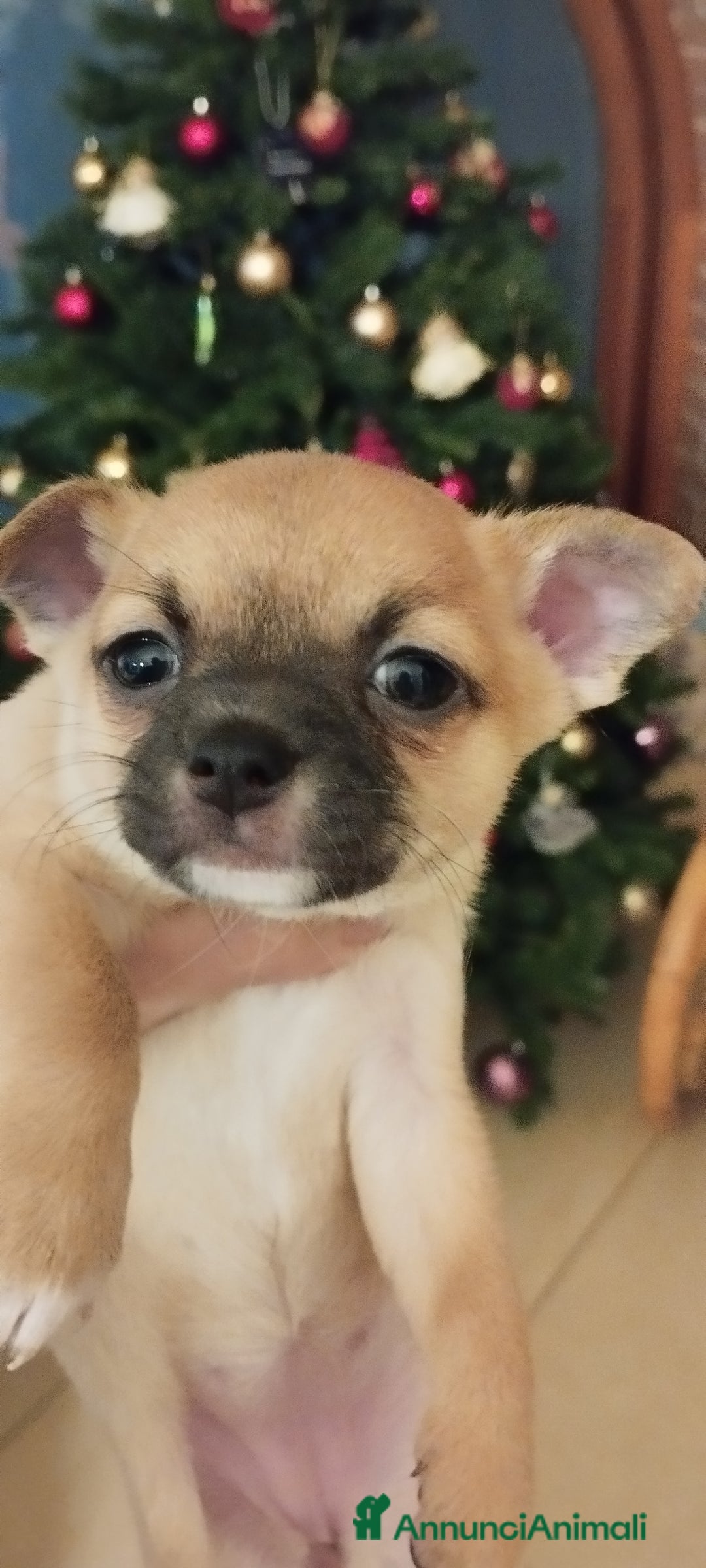 Meticcio cani in vendita: Cucciole  - Annuncio 5