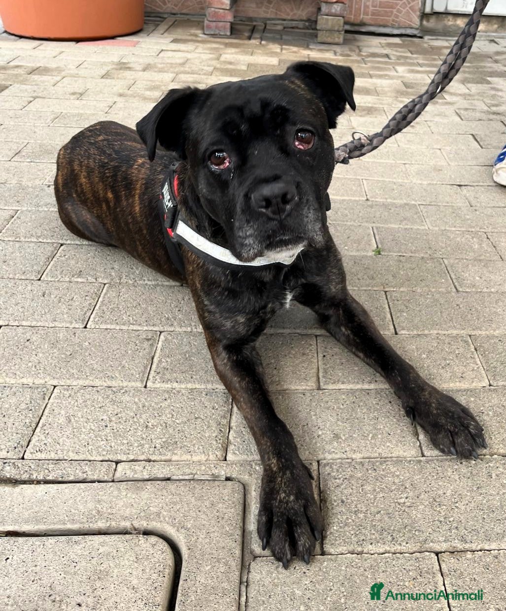 Meticcio cani CHERRY BOXERINA - Annuncio 27