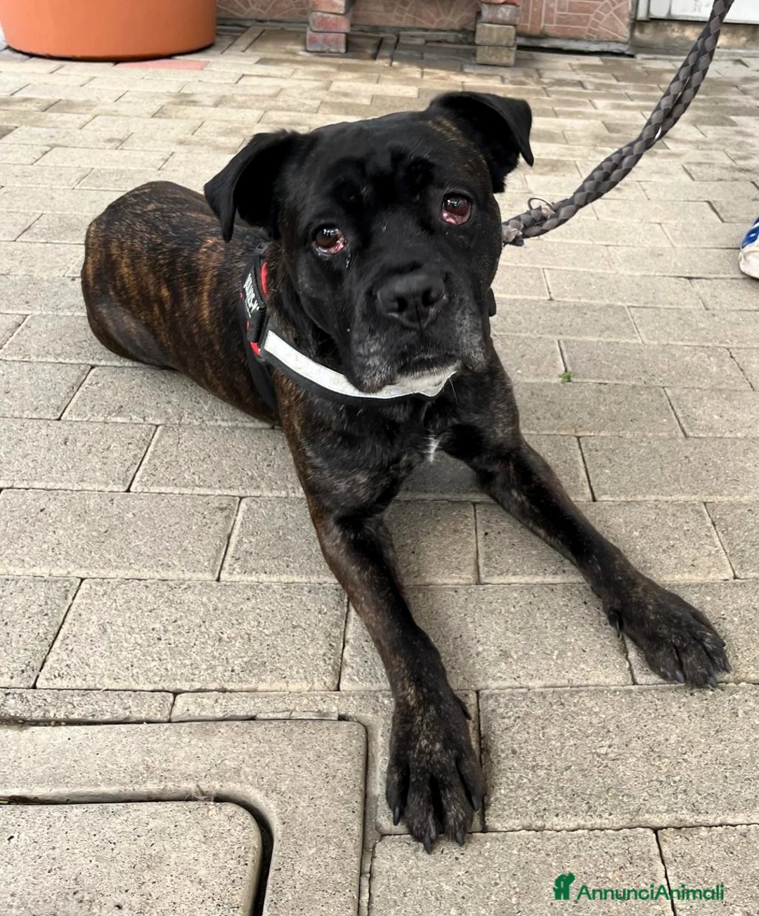 Meticcio cani in regalo: CHERRY BOXERINA - Annuncio 1