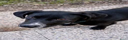 Meticcio cani in regalo: Mercoledi - Annuncio 8