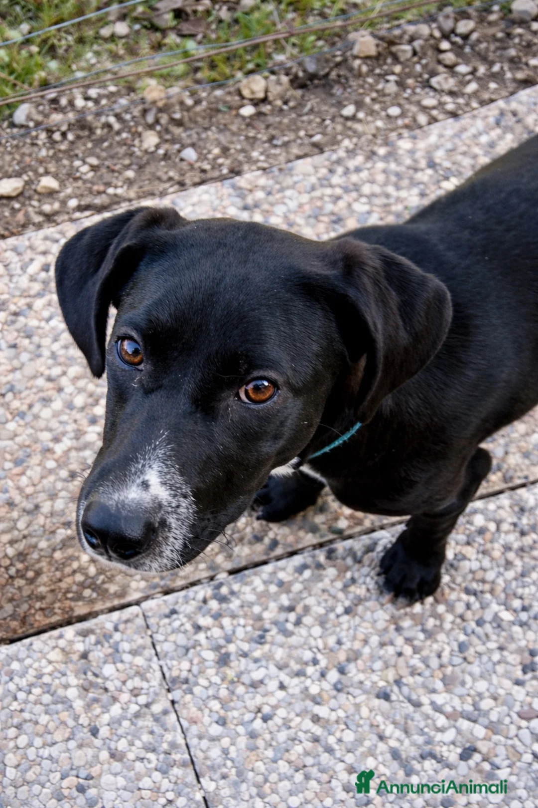 Meticcio cani in regalo: Mercoledi - Annuncio 8