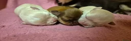 Chihuahua cani in vendita: Cuccioli chihuahua PELO LUNGO con pedigree  - Annuncio 5