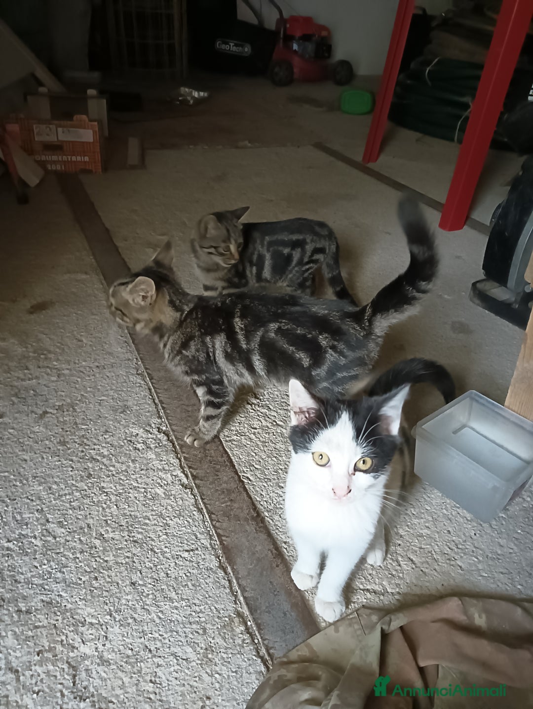 Europeo gatti in regalo: Gatti ni  - Annuncio 10