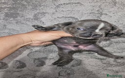 Bulldog Francese cani in vendita: Bulldog francese  a Città Metropolitana di Torino - Immagine 6