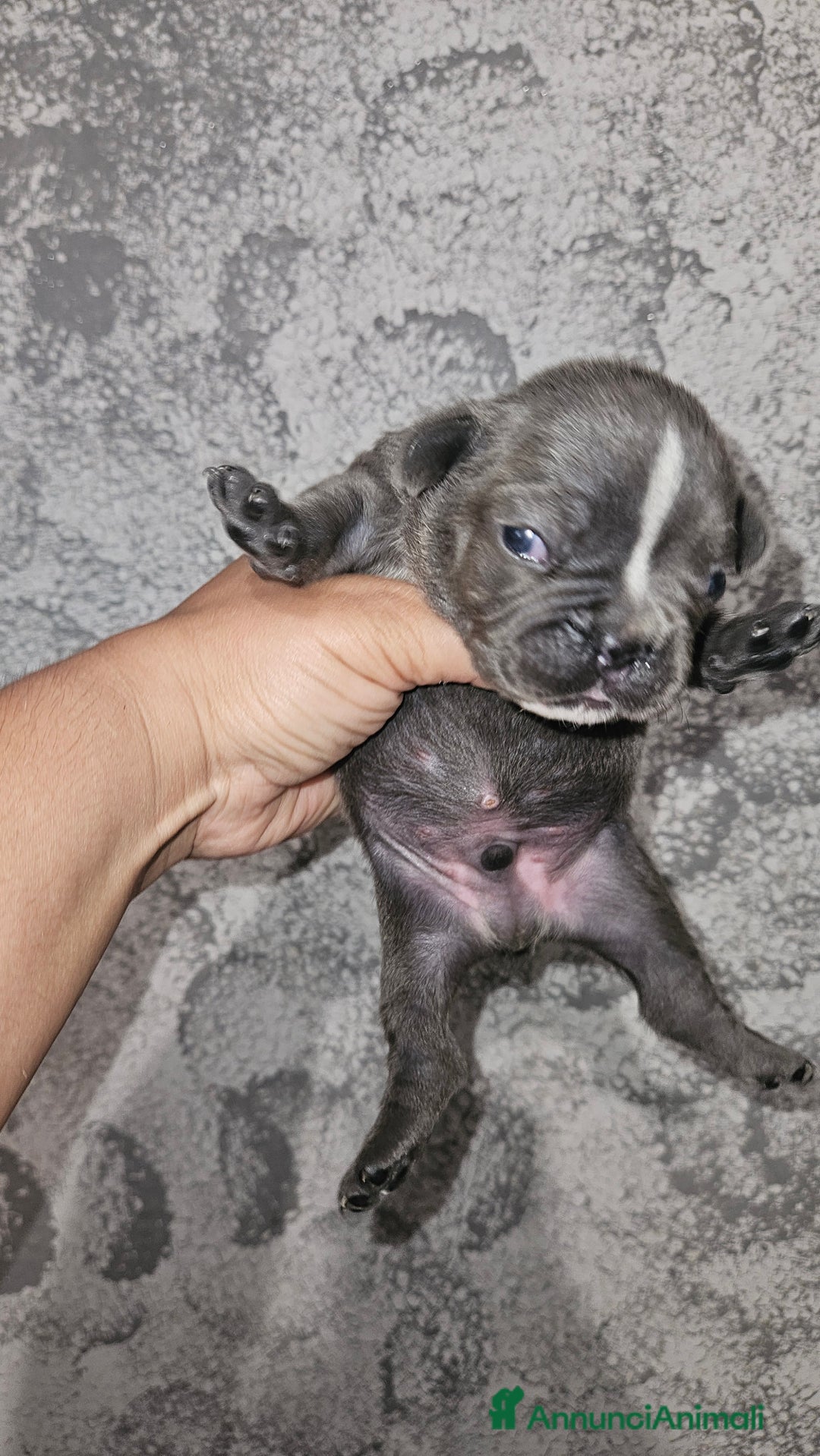 Bulldog Francese cani in vendita: Bulldog francese  a Città Metropolitana di Torino - Immagine 6