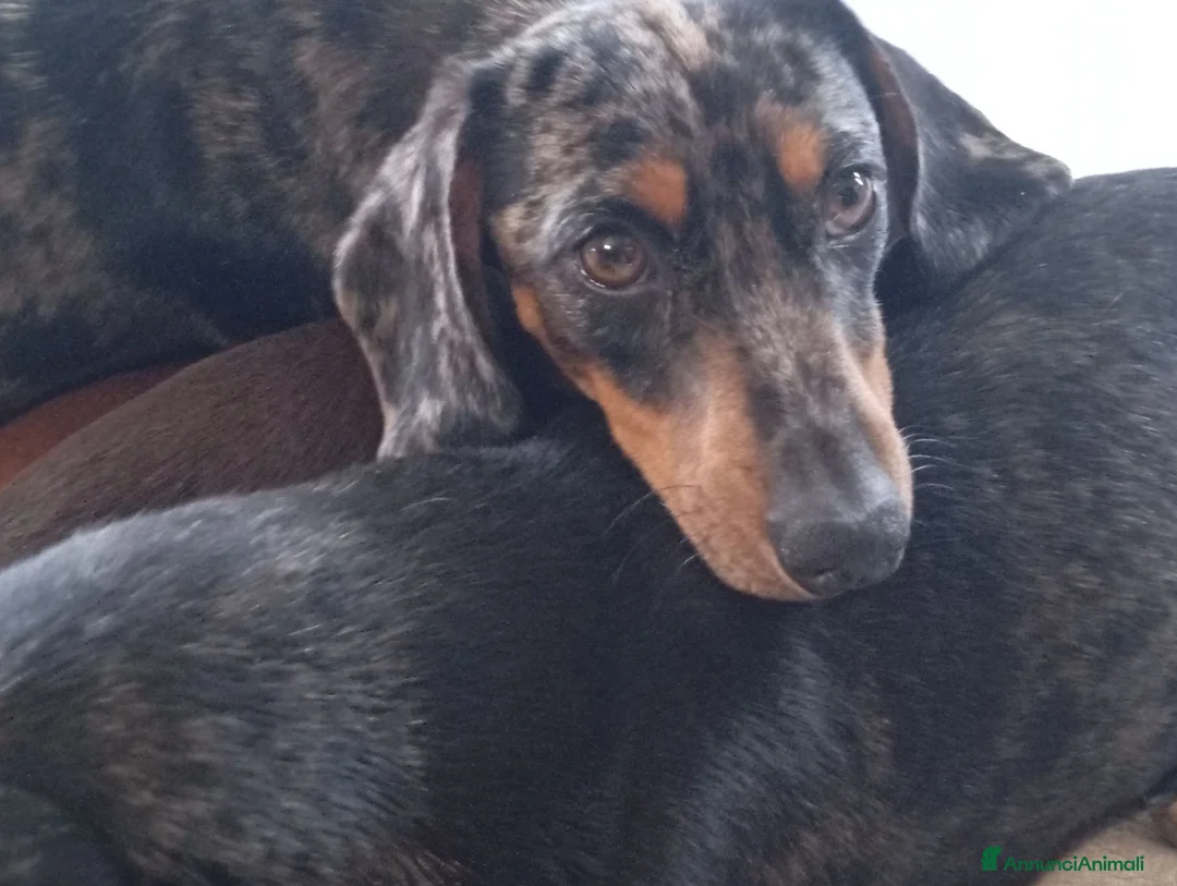 Bassotto cani in vendita: Bassotto femmina cucciola nero focato  a Provincia di Cuneo - Annuncio 3