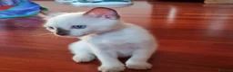 Thai gatti in vendita: Cucciole femmine a Città metropolitana di Milano - Annuncio 5