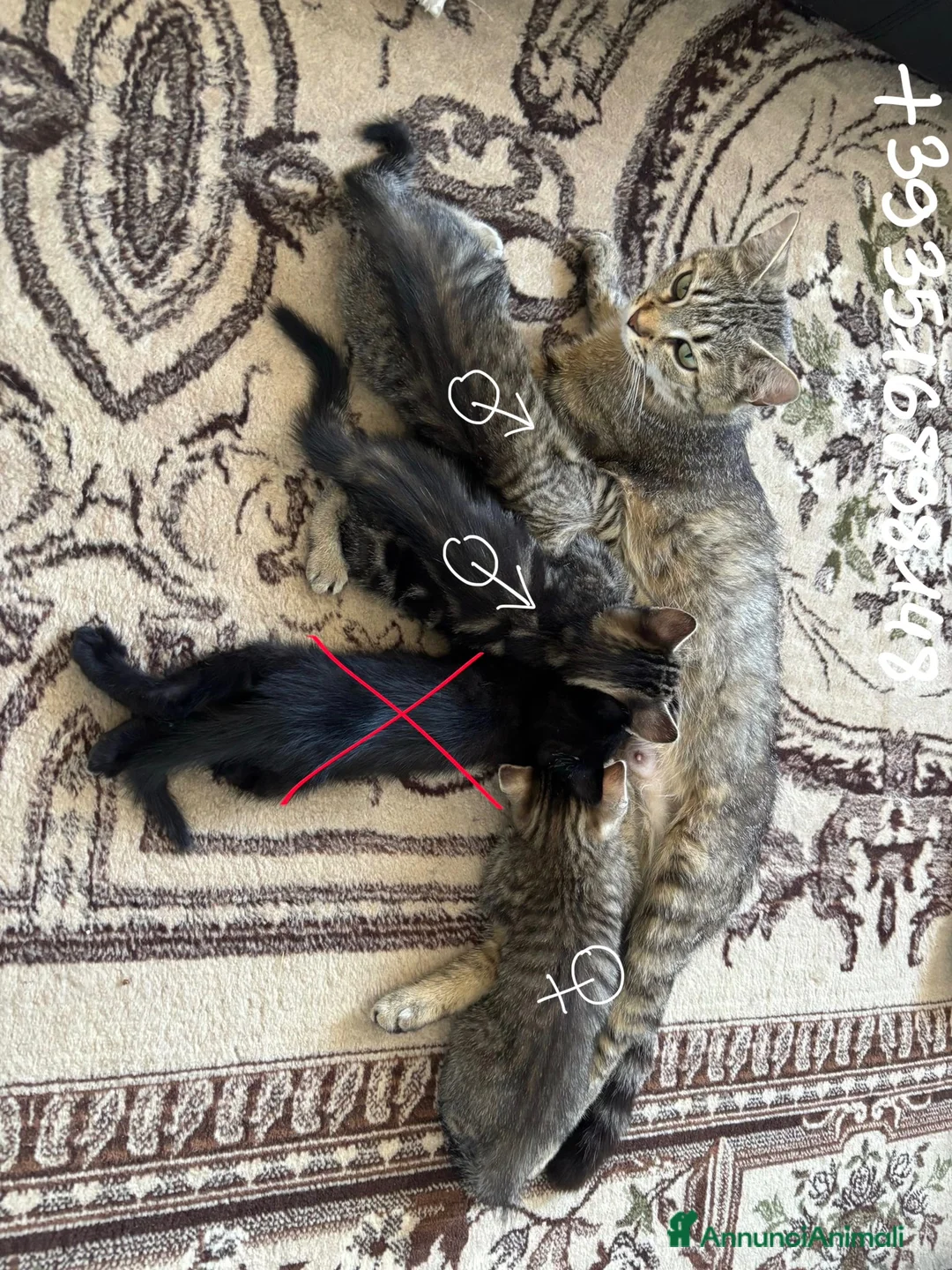 Europeo gatti in regalo: GATTINI IN REGALO a Provincia di Parma - Annuncio 2