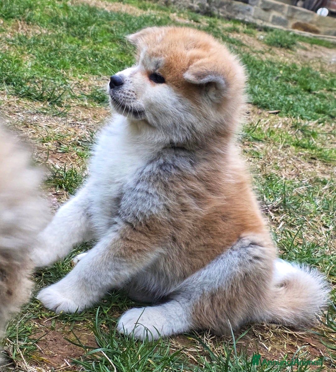 Akita Inu cani in vendita: Cuccioli Akita Inu Pedigree  - Annuncio 5