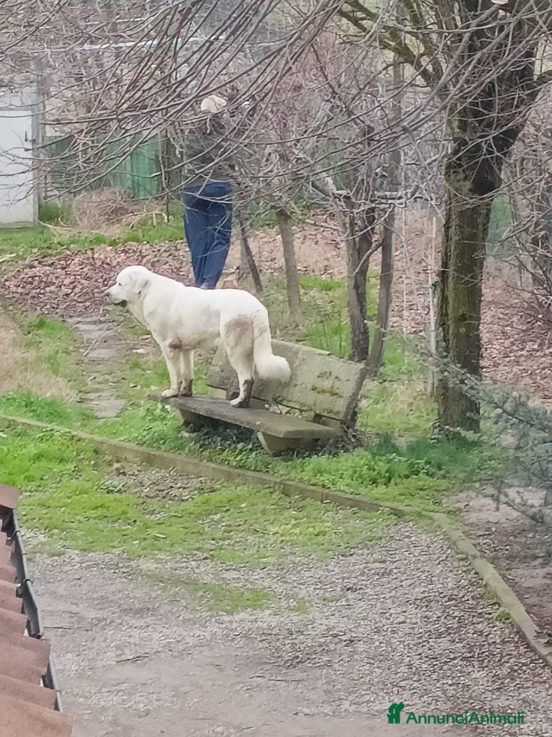 Pastore Asia Centrale cani in vendita: Pastore Asia Centrale  - Annuncio 8