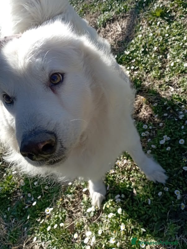 Meticcio cani CARATTERE SPLENDIDO, BELLISSIMO 3 ANNI - Annuncio 1