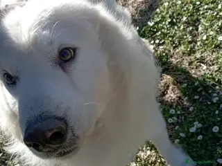 Meticcio cani CARATTERE SPLENDIDO, BELLISSIMO 3 ANNI - Annuncio 1