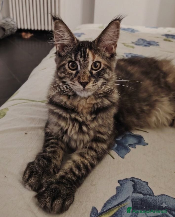 Maine Coon gatti Cuccioli Maine Coon - Annuncio 1