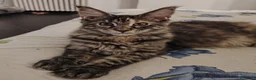 Maine Coon gatti in vendita: Cuccioli Maine Coon - Annuncio 1