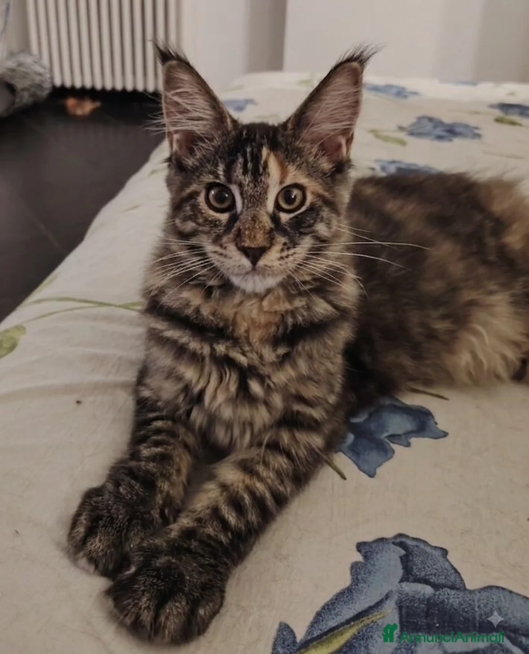 Maine Coon gatti in vendita: Cuccioli Maine Coon - Annuncio 1