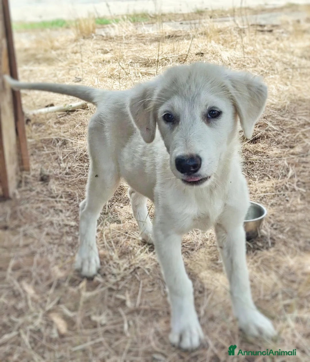 Meticcio cani in regalo: PROVOLA 🩷 PER LEI CASA È ANCORA UN SOGNO a Provincia di Alessandria - Annuncio 5