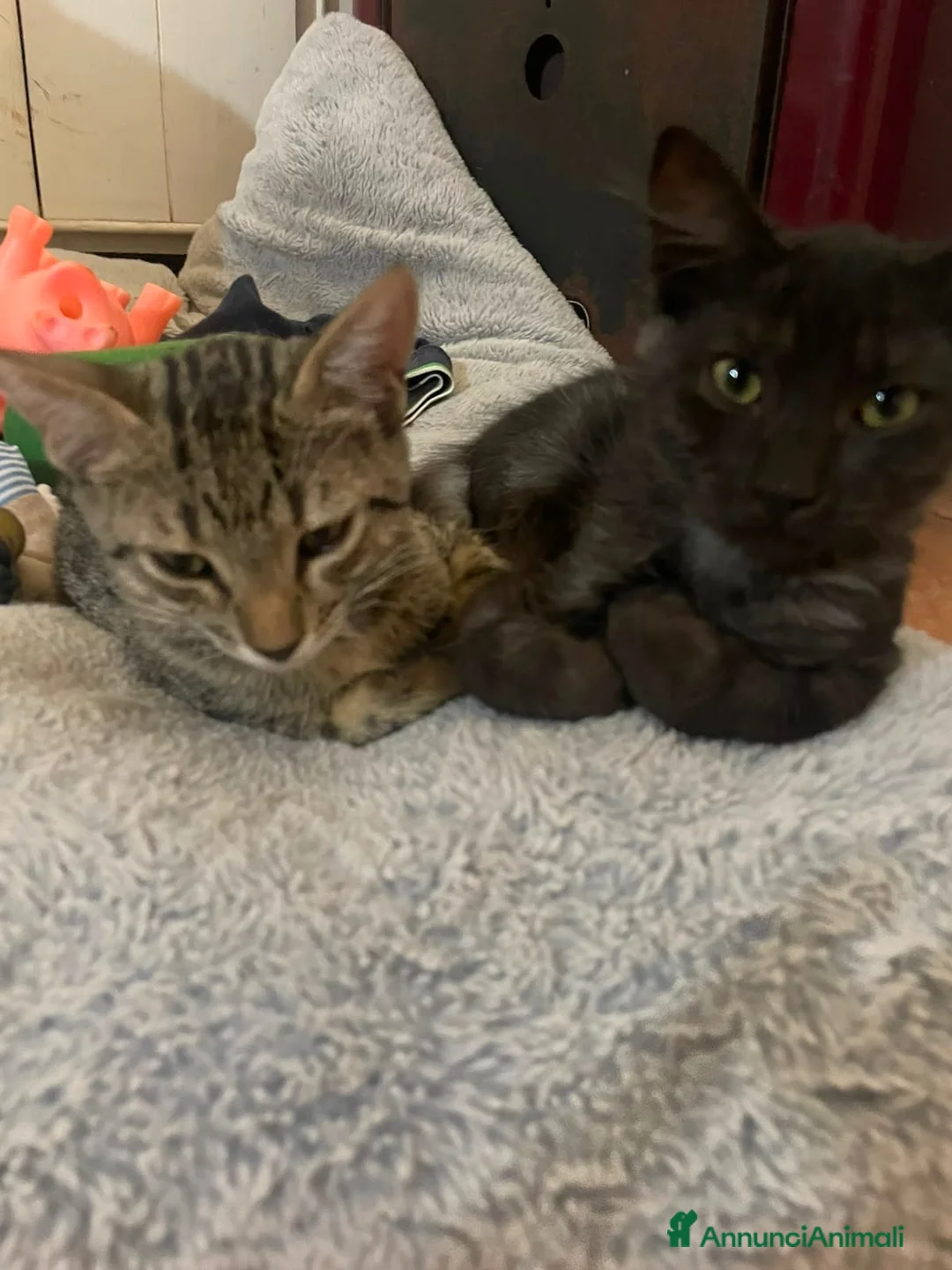 Europeo gatti in regalo: Minnie dolcissima micina tigrata - Annuncio 1