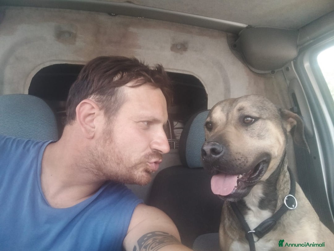 Meticcio cani in regalo: Bobby simil pit fuori, angelo nell anima - Annuncio 6