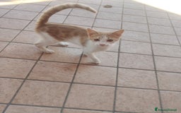 Meticcio gatti in regalo: Regalo due splendidi gattini! - Immagine 2