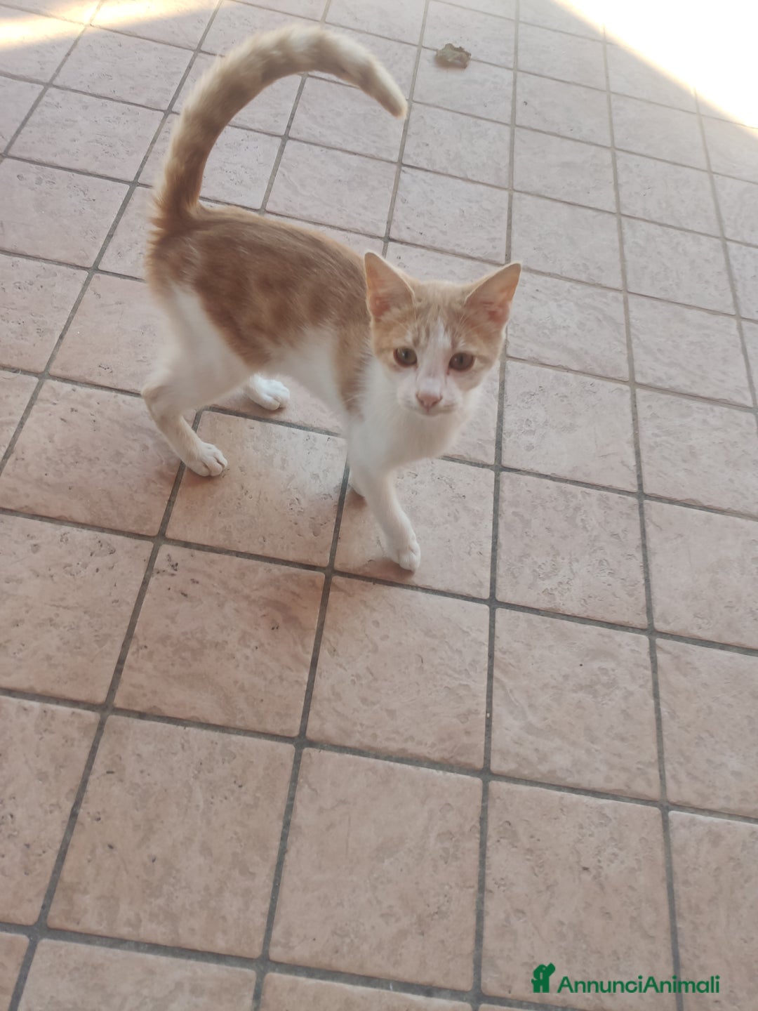 Meticcio gatti in regalo: Regalo due splendidi gattini! - Immagine 2