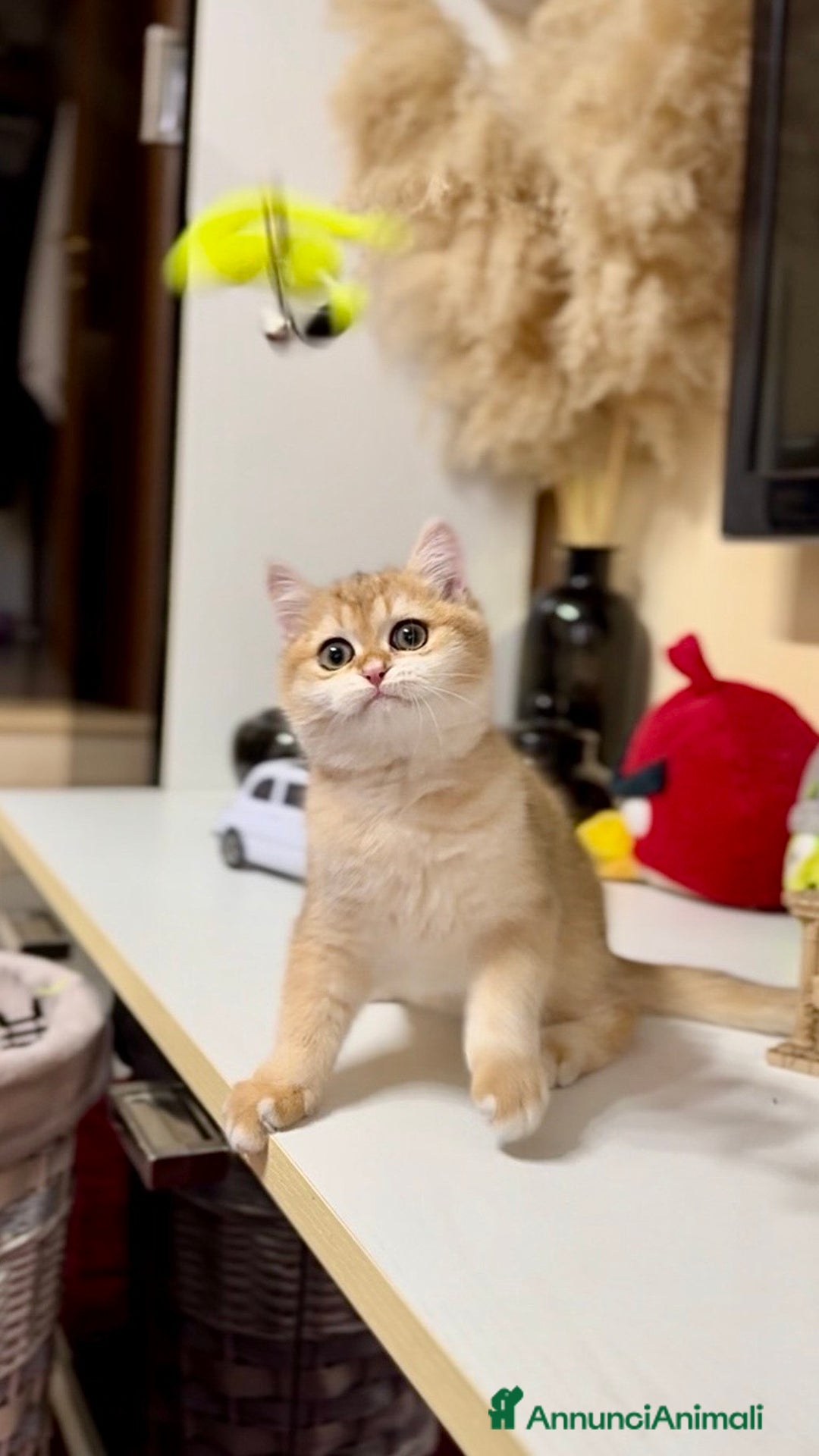 British gatti in vendita: Cucciolo british golden con pedigree  - Annuncio 3