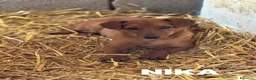 Meticcio cani in regalo: NIKITA, trottolina tutta coccole! TG PICCOLA - Annuncio 2