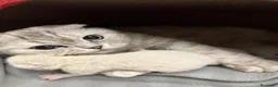 Scottish gatti in vendita: Femminuccia di razza Scottish Fold - Annuncio 7