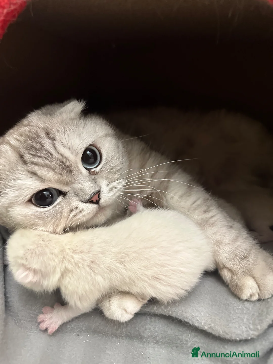 Scottish gatti in vendita: Femminuccia di razza Scottish Fold - Annuncio 7