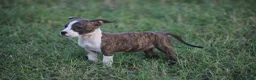 Pitbull cani in vendita: Cuccioli Pit Bull con pedigree anche a rate - Annuncio 31