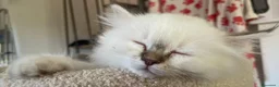 Sacro di Birmania gatti in vendita: CUCCIOLI SACRO BIRMANIA BOLOGNA - Annuncio 5