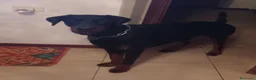 Dobermann cani in regalo: Regalo Dobermann  a Provincia di Pistoia - Annuncio 4