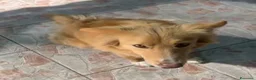 Meticcio cani in regalo: Fly quasi 2anni splendida salvata 1anno fa.SICILIA - Annuncio 8