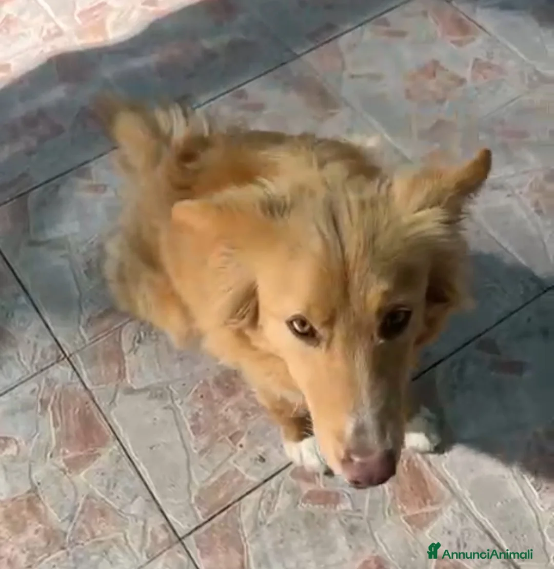 Meticcio cani in regalo: Fly quasi 2anni splendida salvata 1anno fa.SICILIA - Annuncio 8
