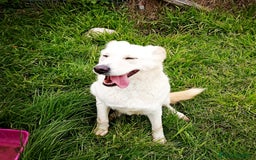 Meticcio cani in regalo: Mafalda, meravigliosa mini labradorina a Provincia di Latina - Immagine 12