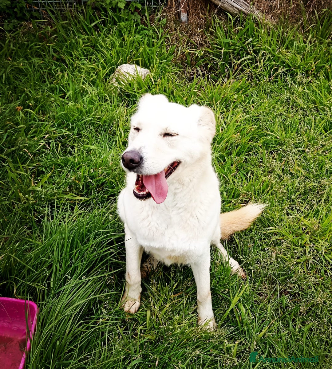 Meticcio cani in regalo: Mafalda, meravigliosa mini labradorina a Provincia di Latina - Immagine 12