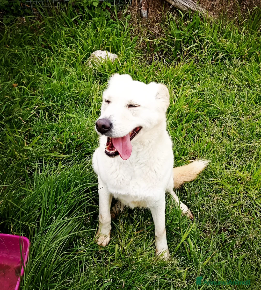 Meticcio cani in regalo: Mafalda, meravigliosa mini labradorina a Provincia di Latina - Annuncio 12