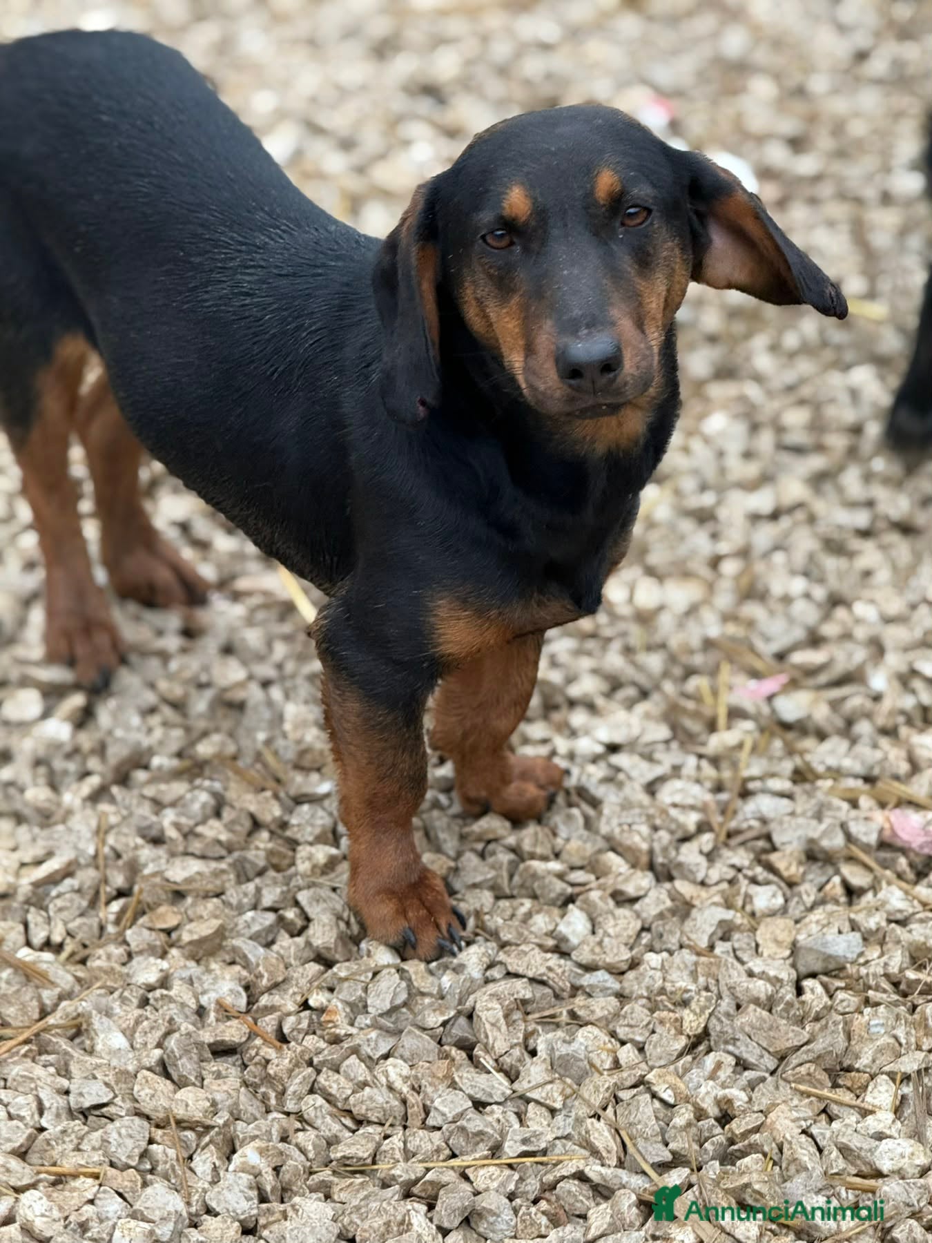 Meticcio cani SUSY, nanetta timidona! Zampacorta. - Annuncio 27