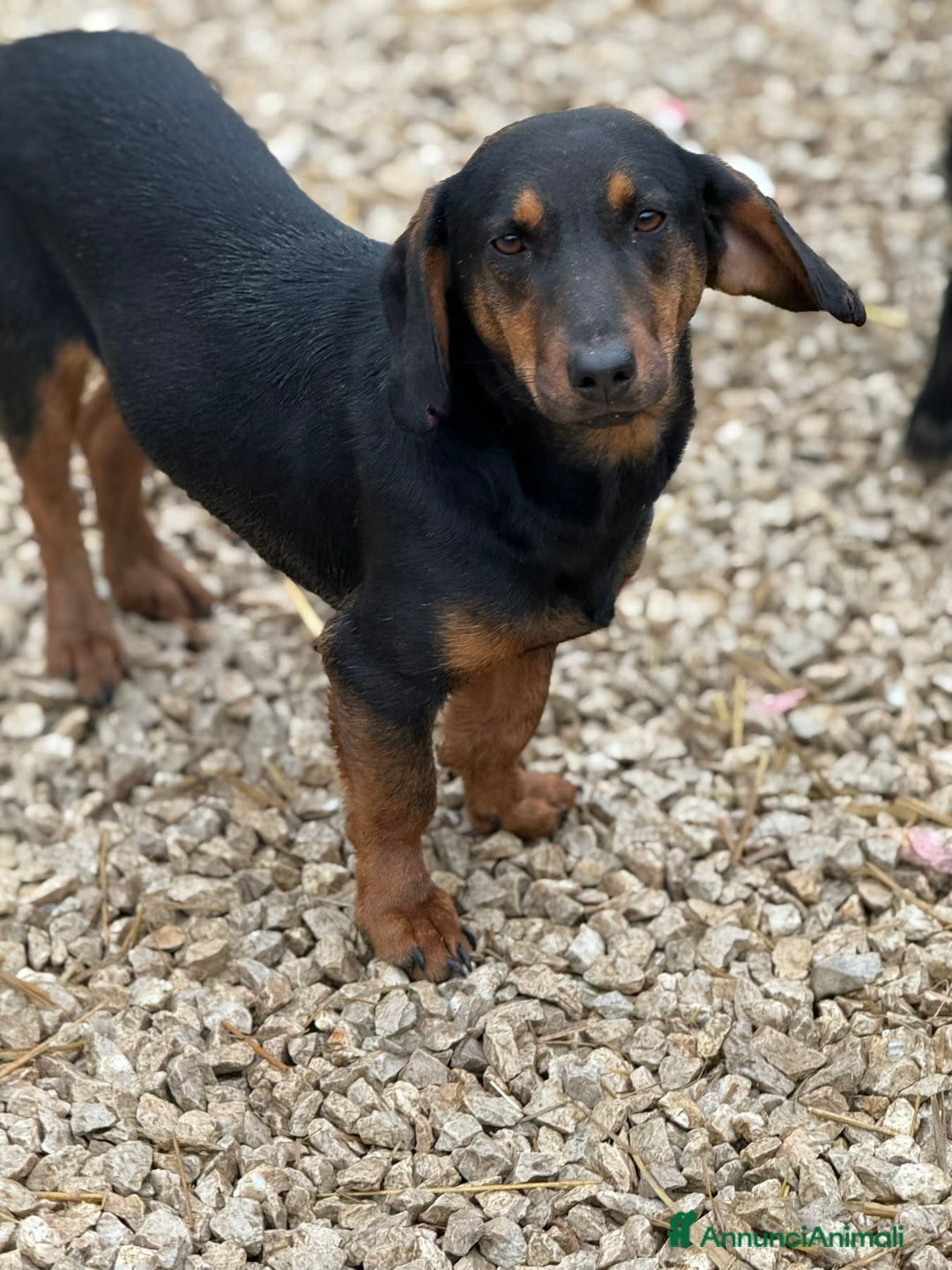 Meticcio cani in regalo: SUSY, nanetta timidona! Zampacorta. - Annuncio 1