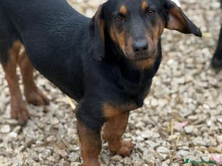 Meticcio cani SUSY, nanetta timidona! Zampacorta. - Annuncio 27