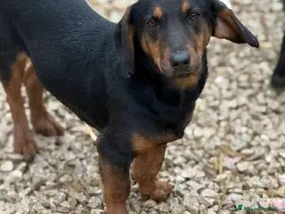 Meticcio cani SUSY, nanetta timidona! Zampacorta. - Annuncio 29