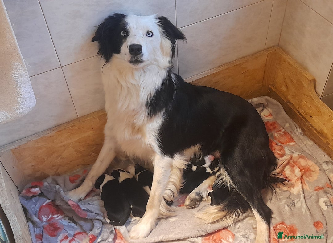 Border Collie cani in vendita: Cuccioli Border collie linea da lavoro  a Provincia di Modena - Immagine 1