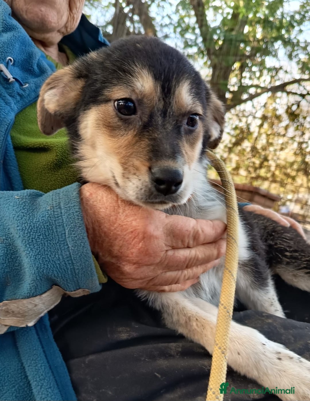 Meticcio cani in regalo: UNA MAMMA PER GEA - Annuncio 5
