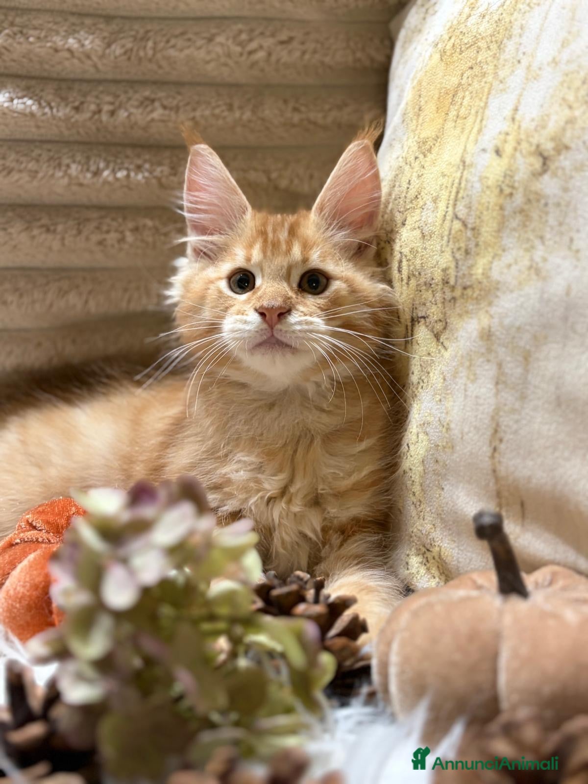 Maine Coon gatti Cuccioli Maine Coon - Annuncio 1