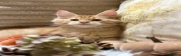 Maine Coon gatti in vendita: Cuccioli Maine Coon - Annuncio 1