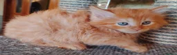 Siberiano gatti in vendita: Cucciolini di gatto siberizno cresciuti in casa - Annuncio 16