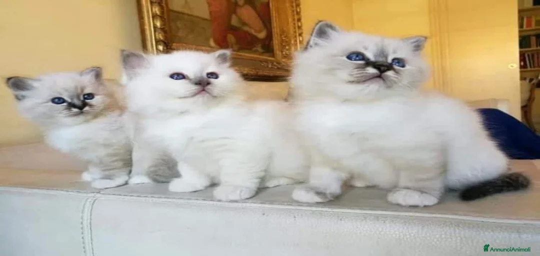 Immagine della galleria {{count}}