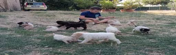 Lagotto cani in vendita: Lagotti  - Annuncio 10