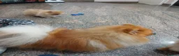 Volpino Pomerania cani in vendita: Cuccioli di pomerania - Annuncio 5
