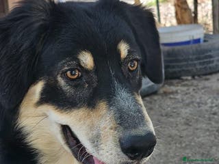 Meticcio cani non lasciamo Astro in orbita troppo a lungo - Annuncio 24